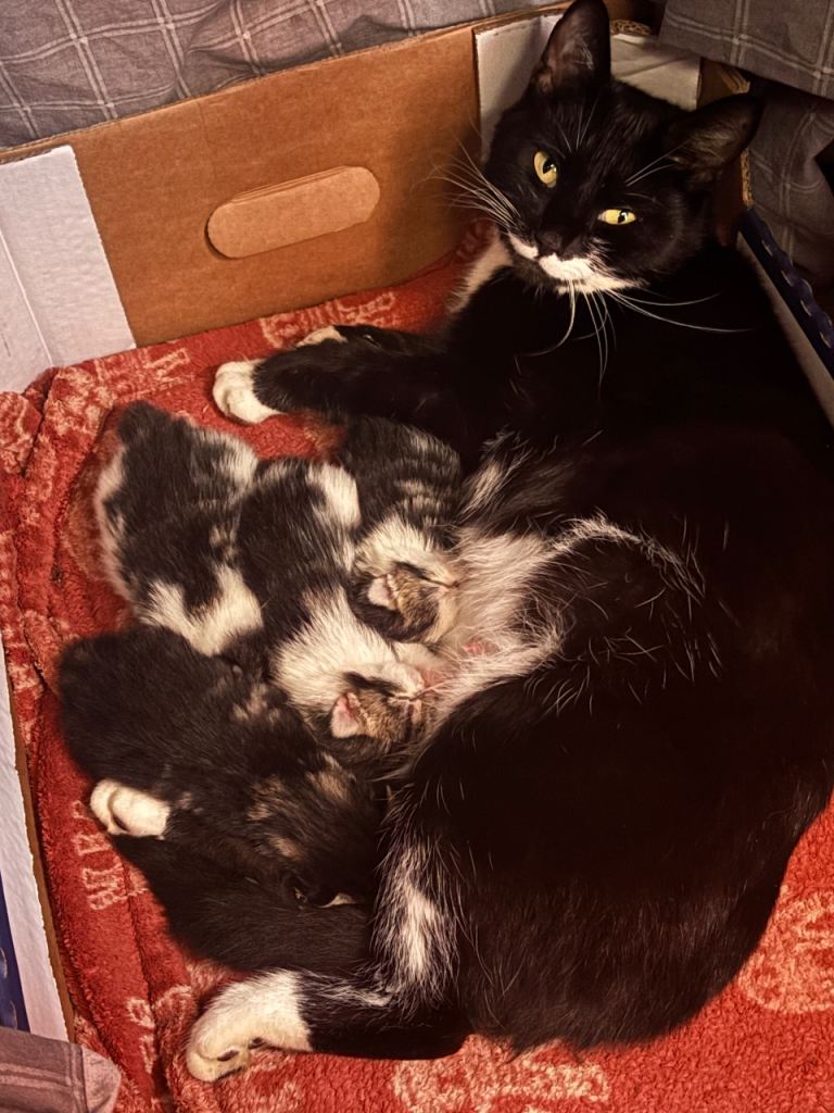4 kittens for sale. 