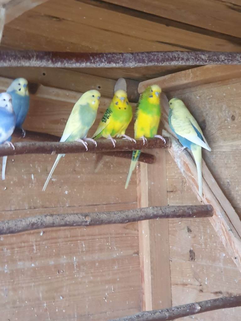 Adult budgies 10 for sale aviary birds not really suitable for pets
