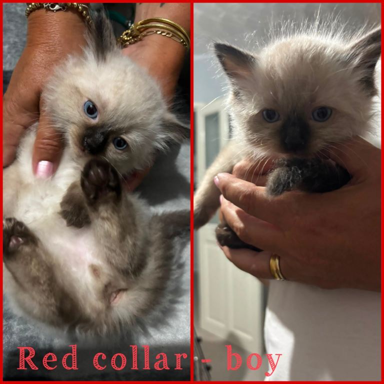 💙 Ragdoll kittens – all boys 💙