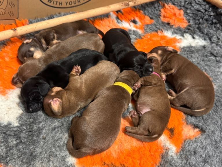 Stunning Miniature Dachshund puppies