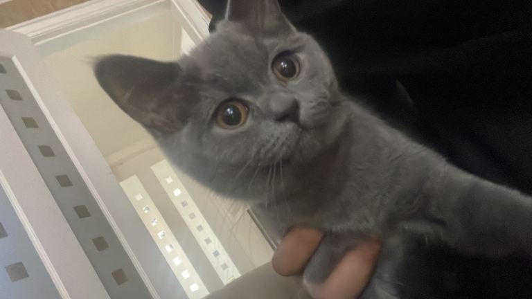 3 British shorthairs for sale 