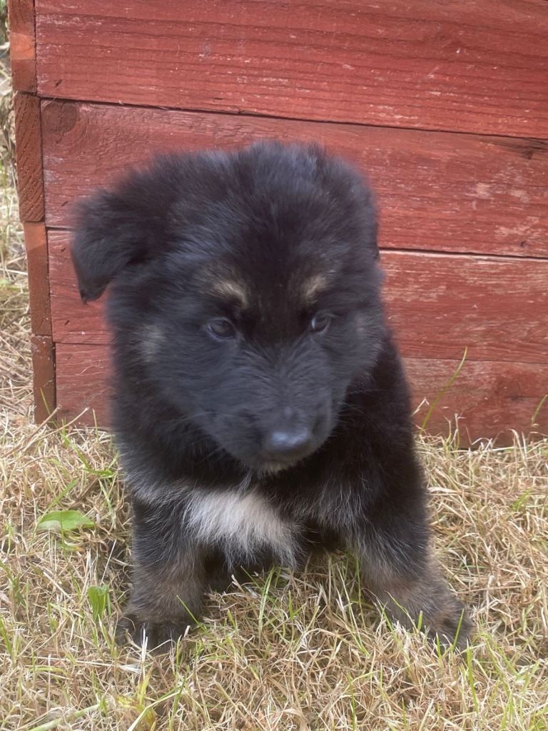 Pure bred German shepherds