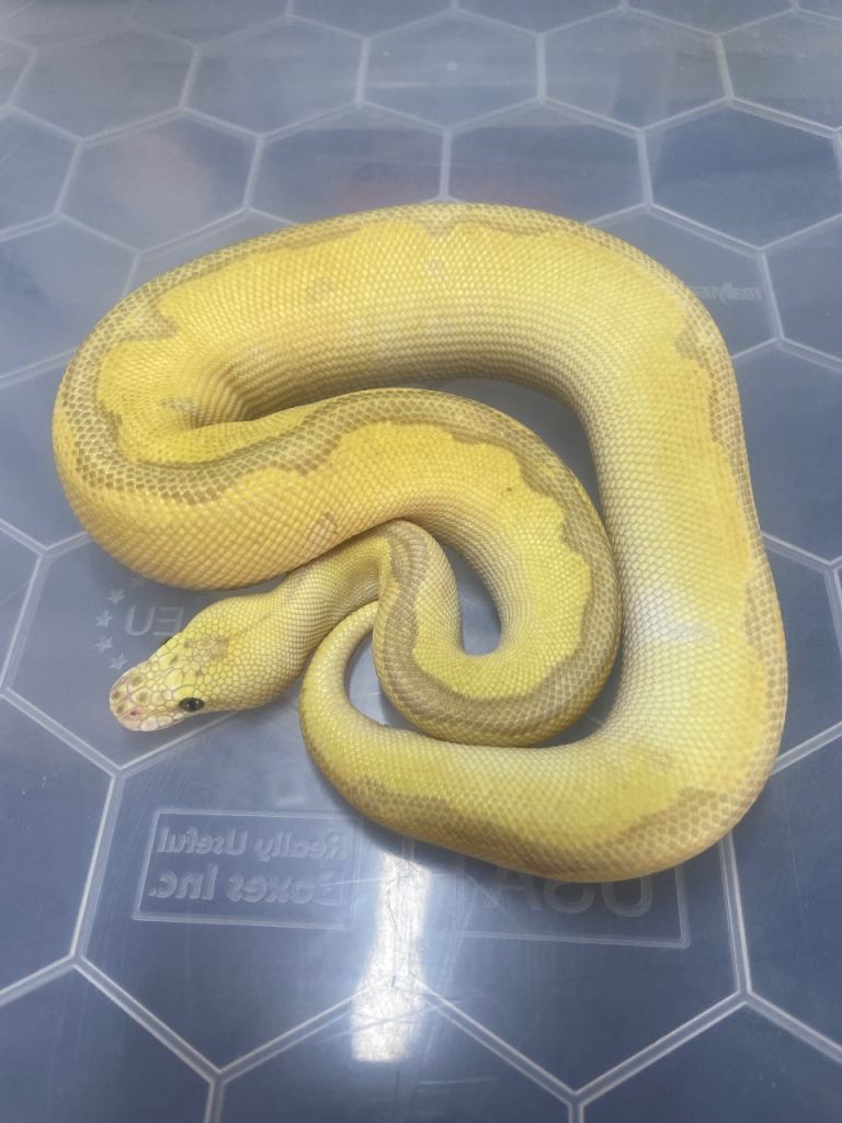 Super pastel batman royal Stunning 