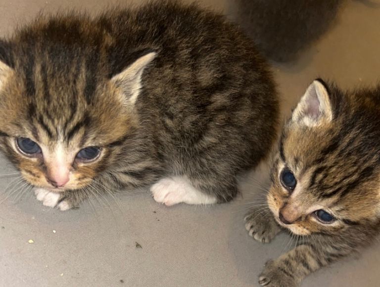 KITTENS READY TO GO IN 6 WEEKS 