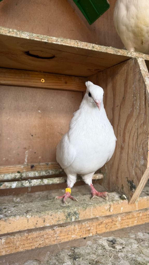 Pigeon 