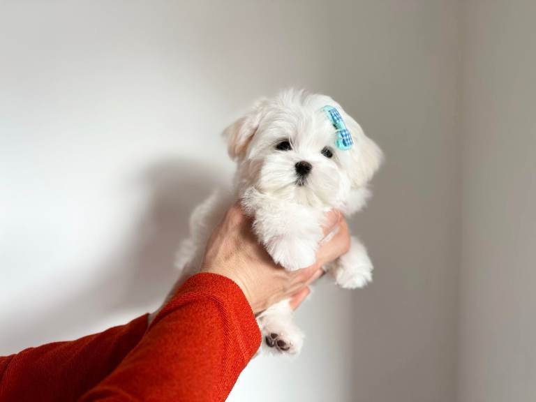 Stunning Tiny Maltese Puppy