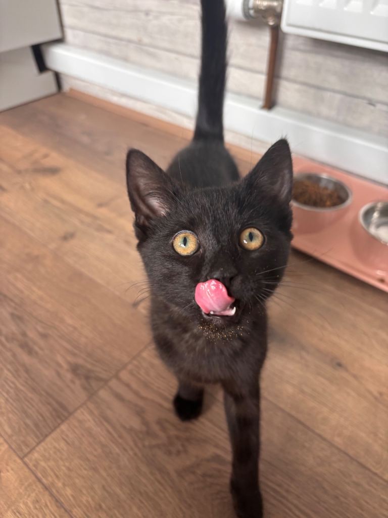Male kitten 