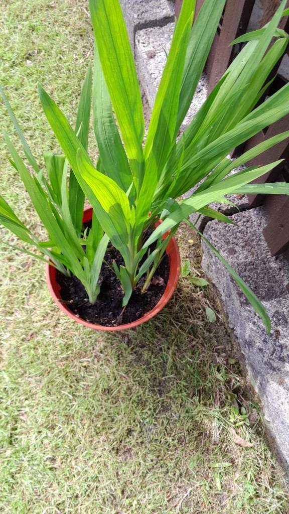 Garden crocosamia plants