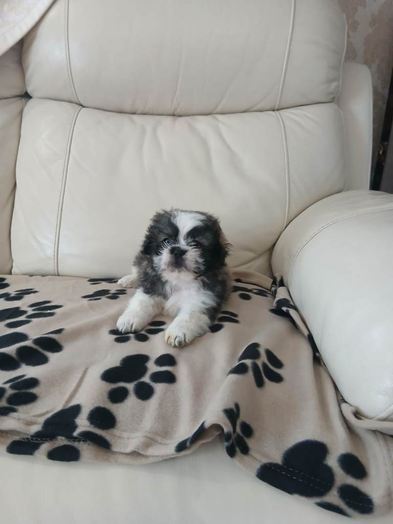 shih tzu puppy