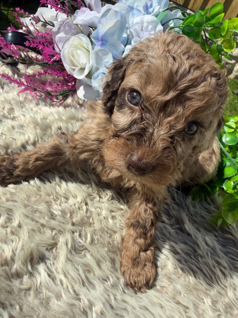 Miniature cockapoo puppies ready soon