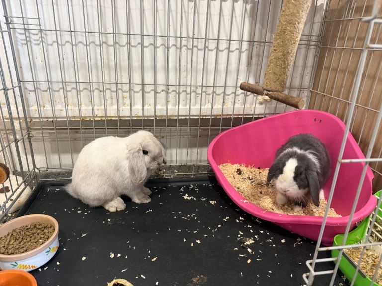 Two beautiful Minilop rabbits