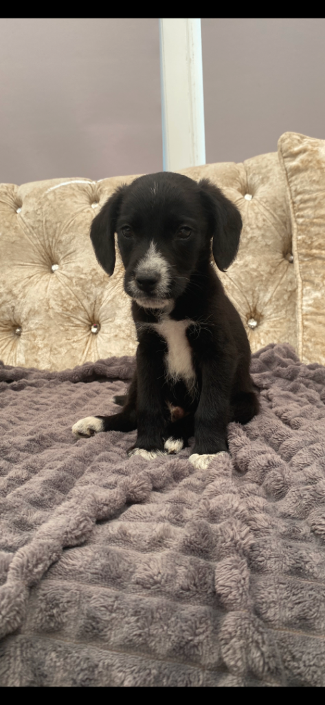 Cocker x bedlington 