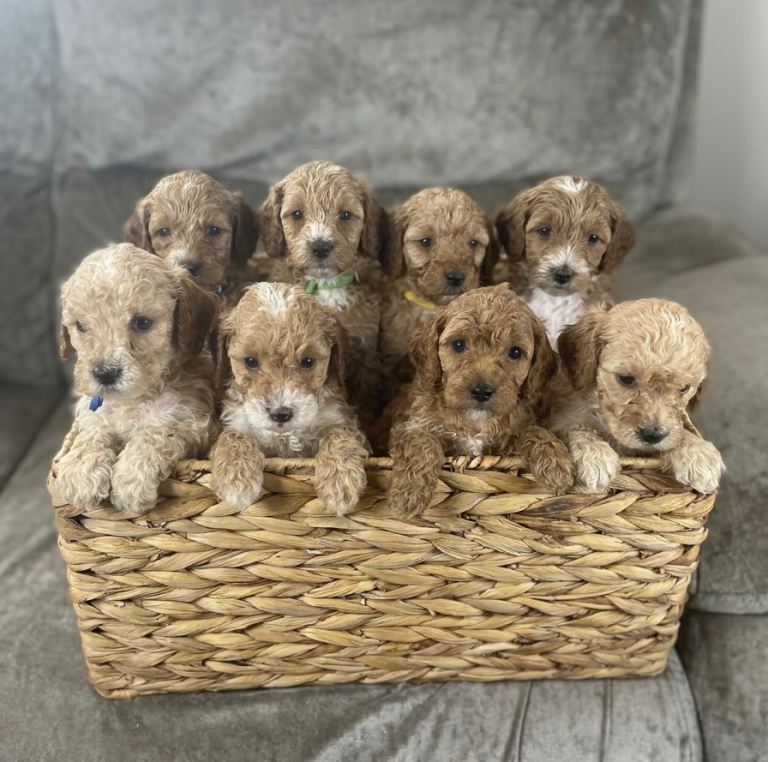 F1b cockapoo for sale