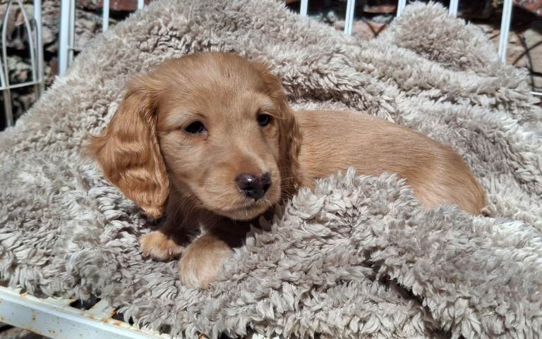 Mini Dachshund Long Haired  Red Shaded Cream