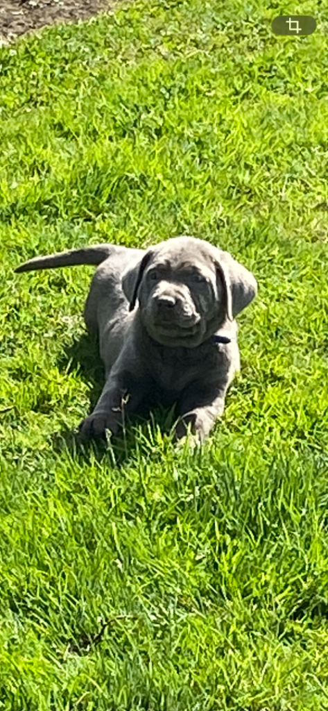 Beautiful Labrador Retriever Puppies
