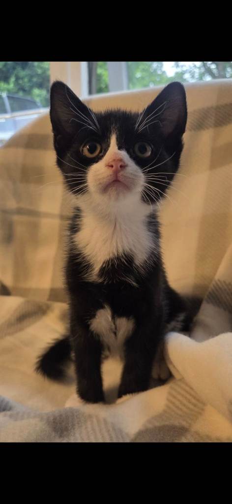 Beautiful kittens 