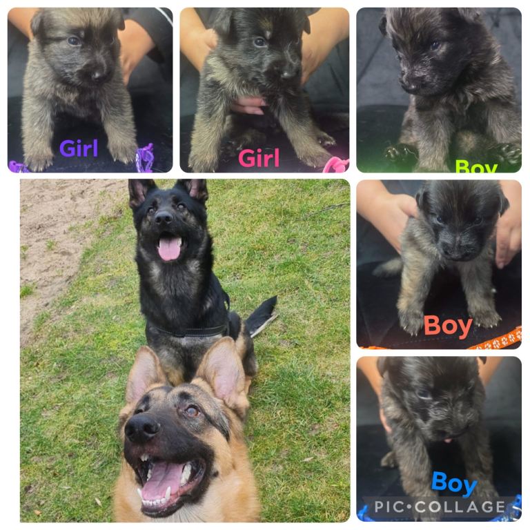 German Shepard puppies 