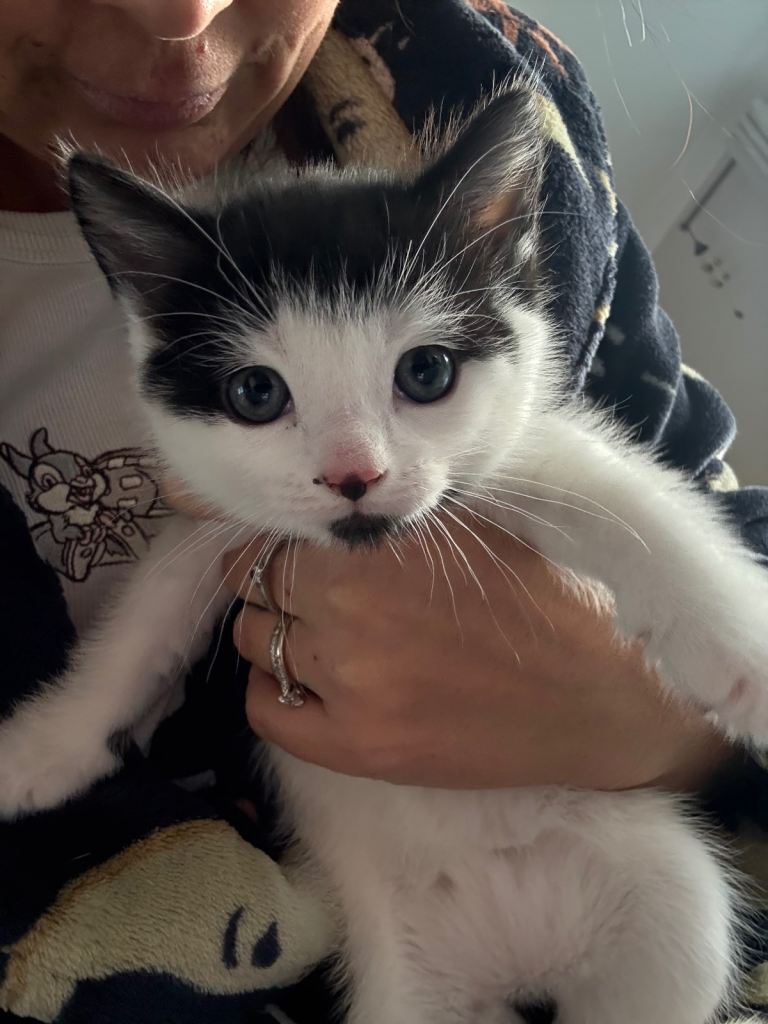 Gone pending collection! 3 black & white kittens, ready to leave on 26/1/26