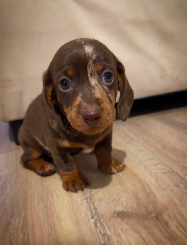 Miniature dachshund