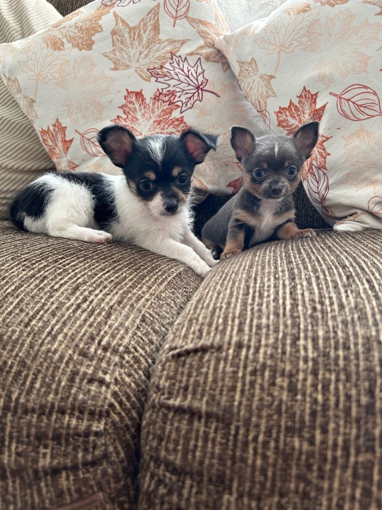 Beautiful chorkie puppies for sale.