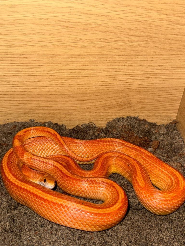 Young corn snake 