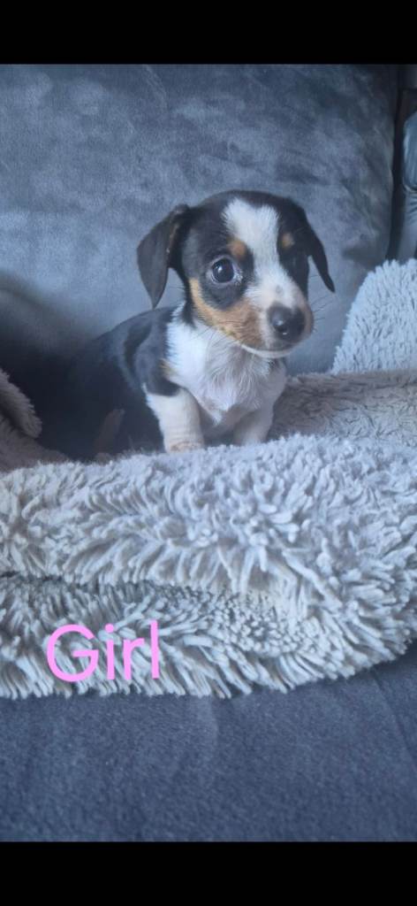 Jack russle X Dachshund 