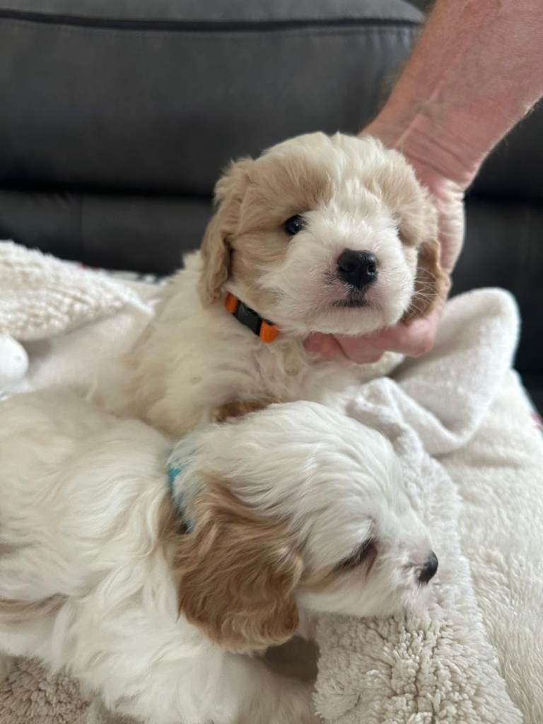 Cavapoo puppies 
