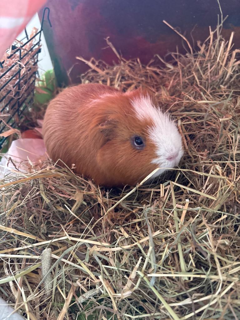 Male guinea pig with cage, towels, carrier and blankets and wash zip bag