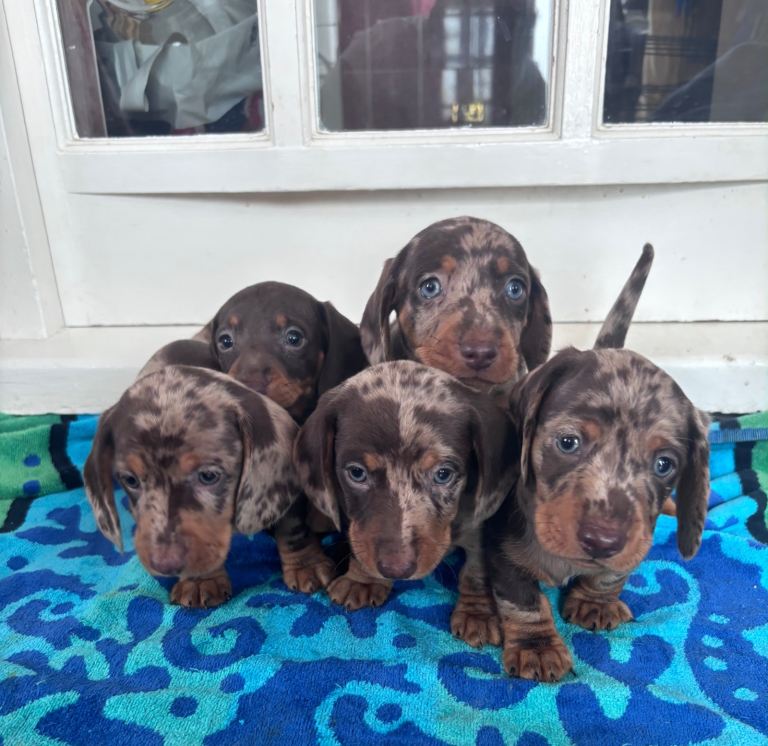 BEAUTIFUL MINIATURE DACHSHUND PUPPIES