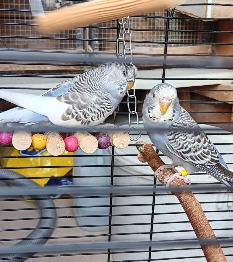 Baby budgies 