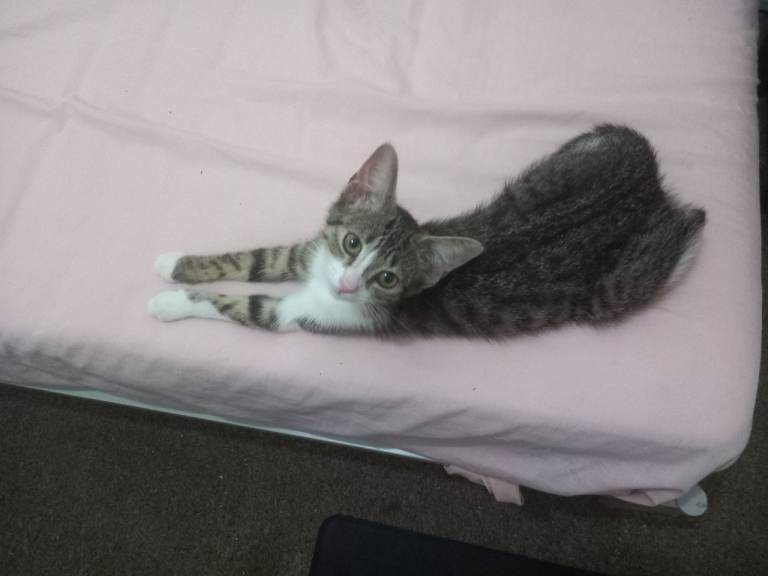  Adorable  girl kitten tabby cat