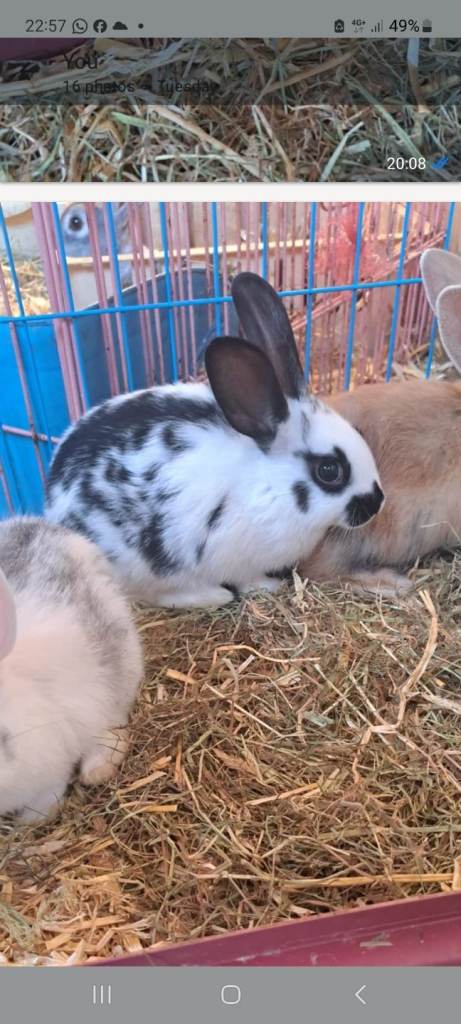 Baby rex cross dutch 