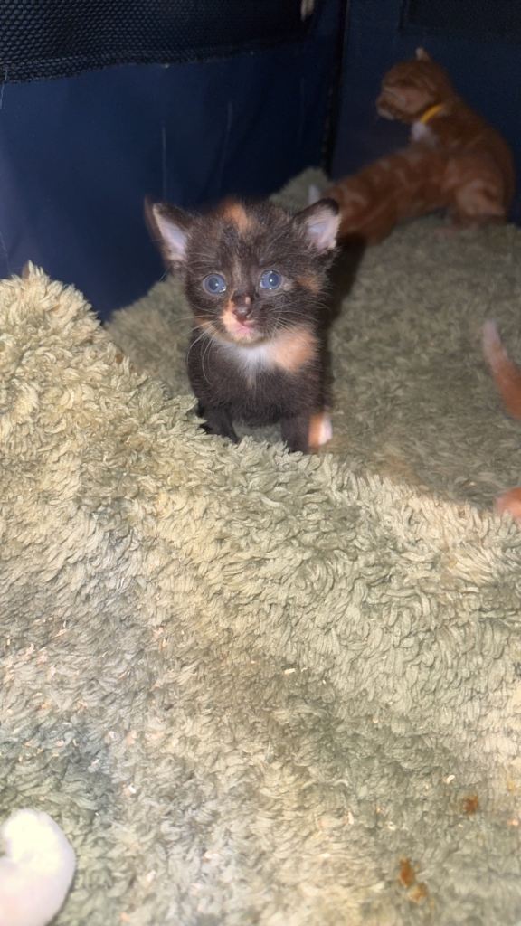 7 stunning kittens 