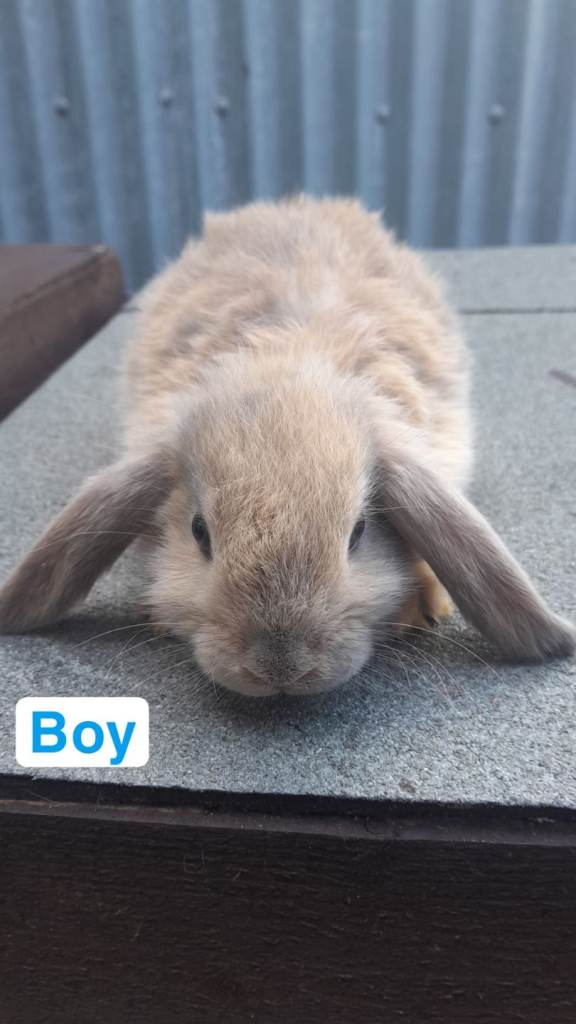 Mini lop boys 