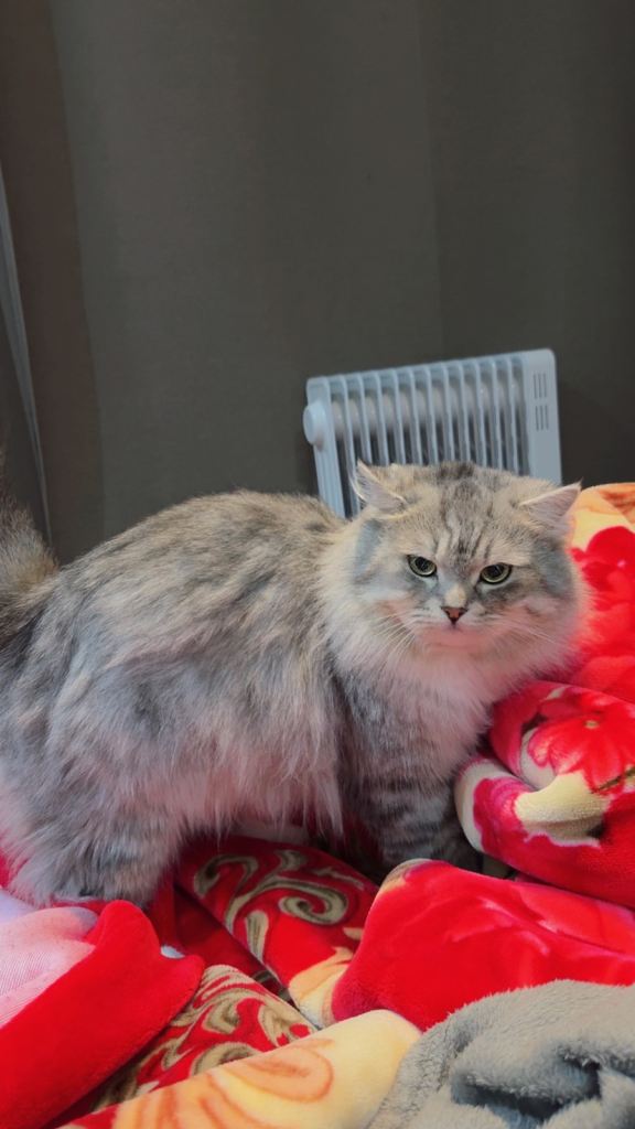 Cat needs forever home 