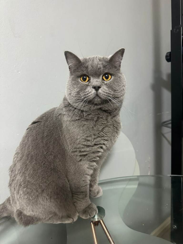 British Shorthair cat for sale