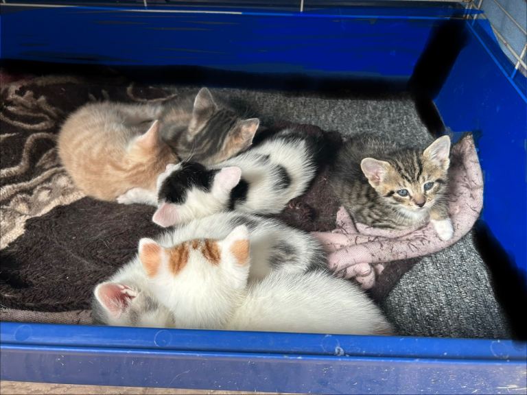 Domestic shorthair tabby kittens