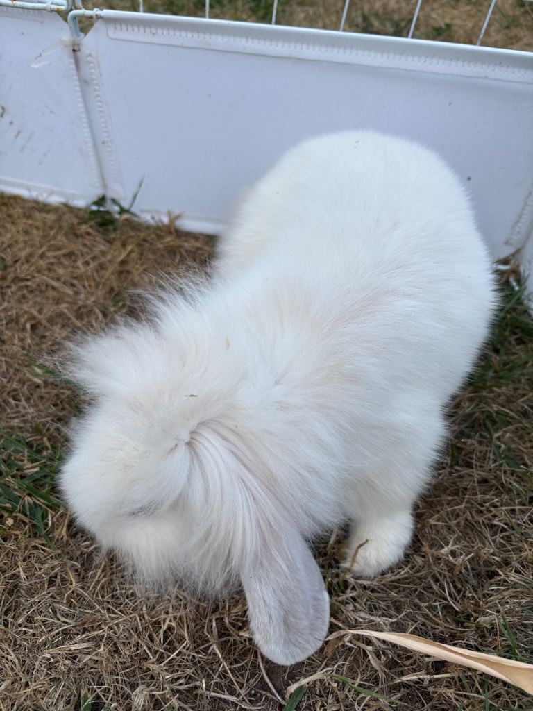 Mini lop rabbits 