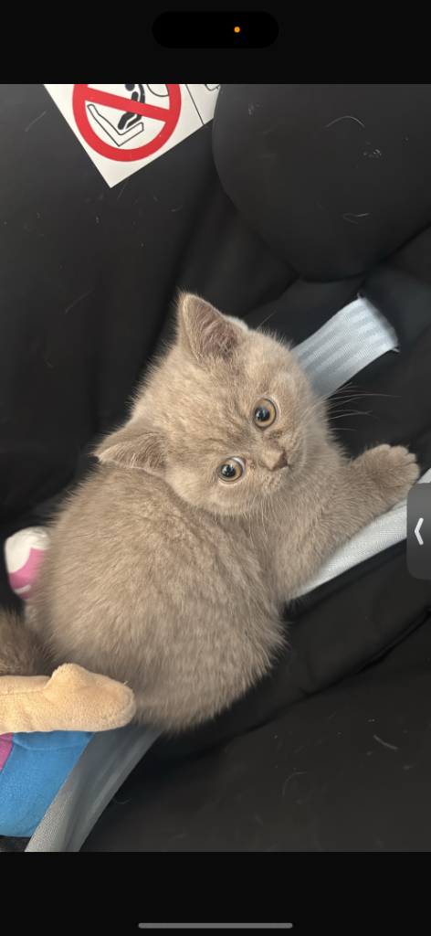 British shorthair kitten female 