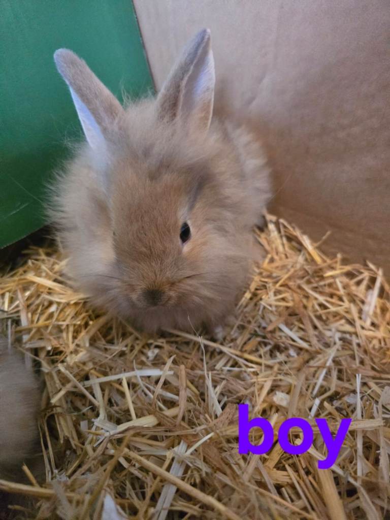 8 week old baby bunnies