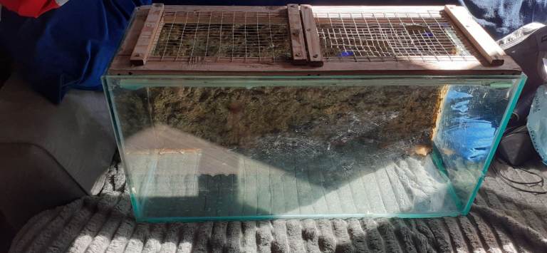 Reptile tank free to collect 