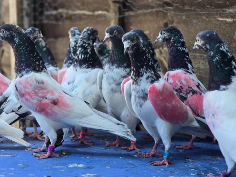 Pakistani pigeon 