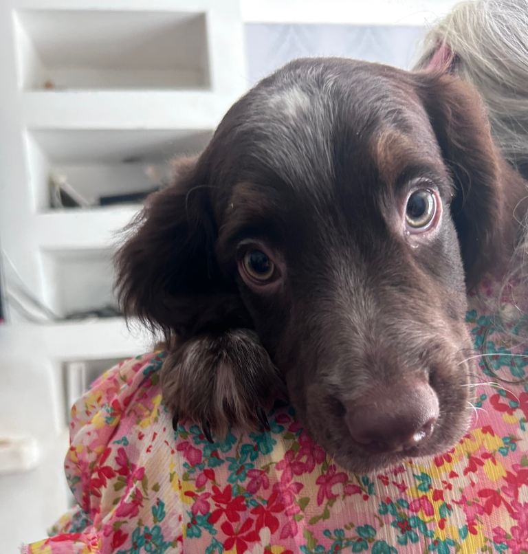 Labdoodle x English springer mix 