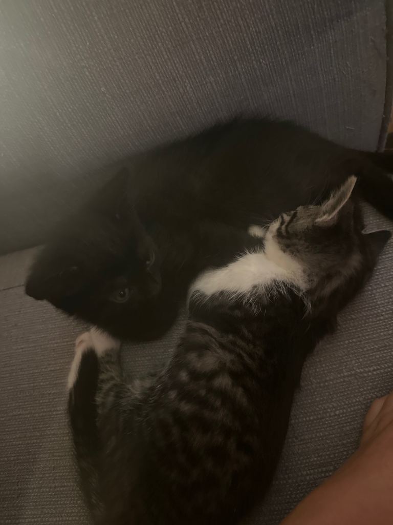 Kittens 
