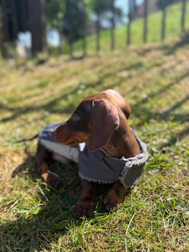 Mini Dachshund poppies