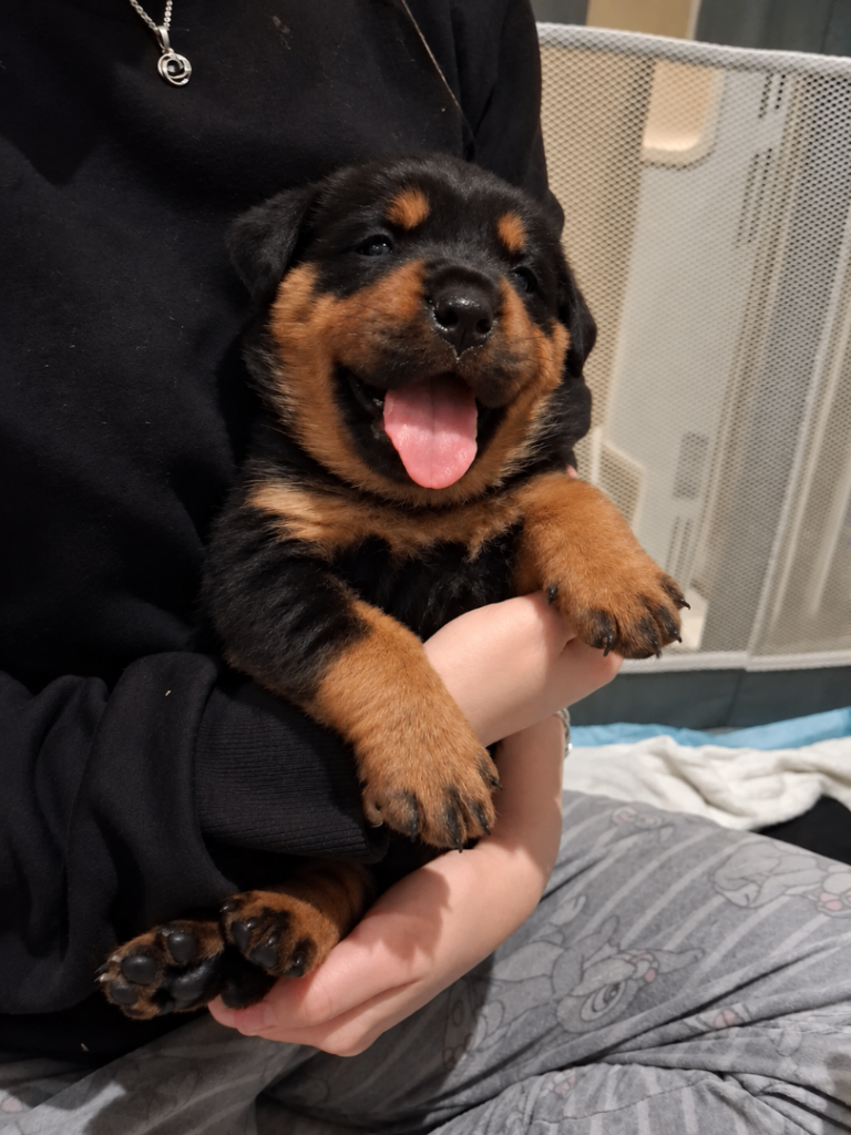 Rottweiler Puppies 