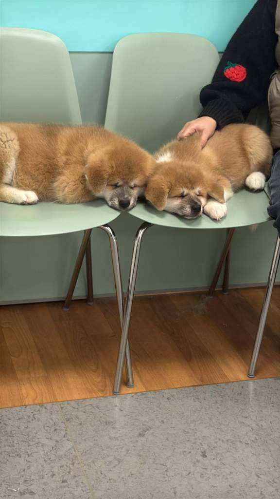 AKITA PUPPIES