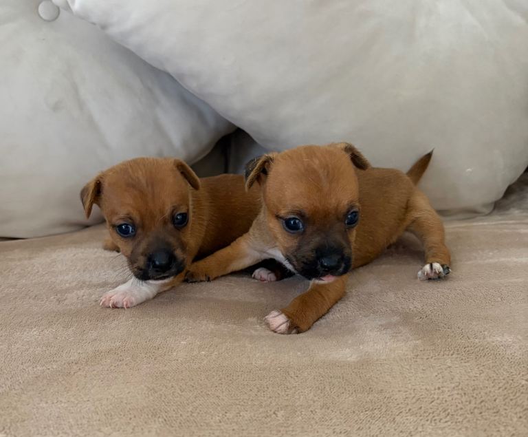 Jack Russell puppies 2 boys 