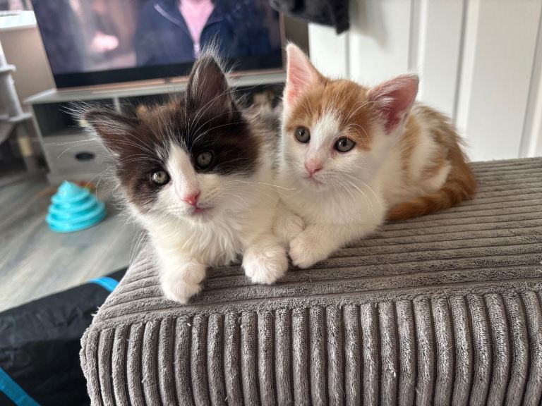 Turkish van mix kittens READY NOW