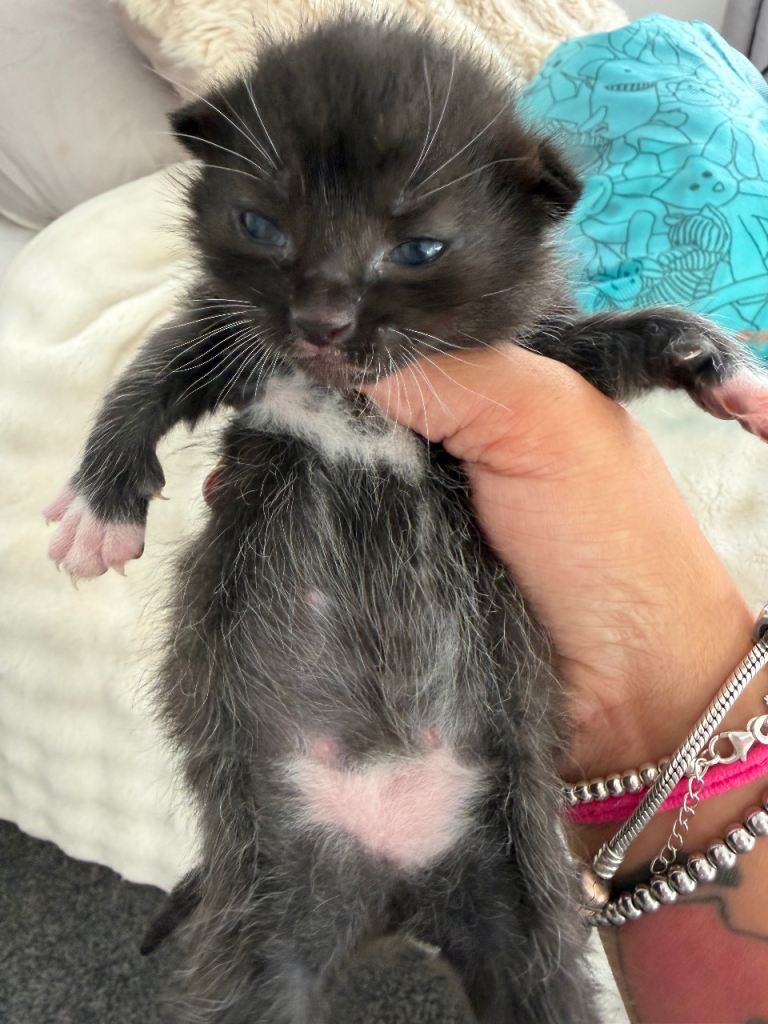 Kittens